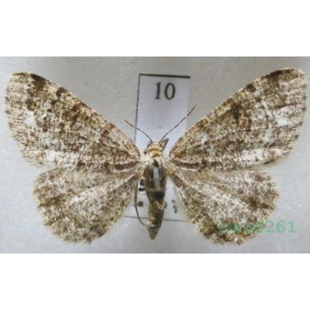 Parectropis similaria (Hufnagel, 1767) Czech10